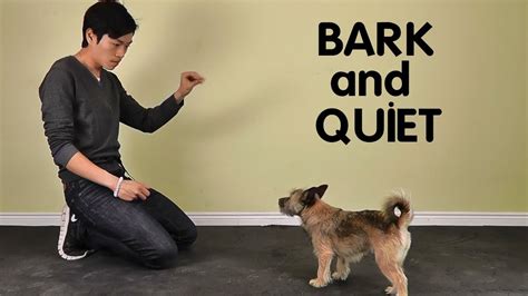 How To Train A Dog To Stop Barking - Teach the quiet command a popular method of curtailing ...