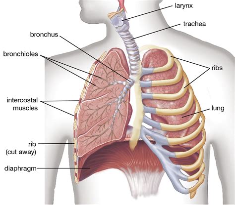 Bronchitis Lungs