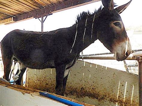 Donkey milk industry welfare standards under examination | The Donkey Sanctuary