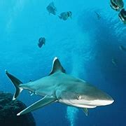 Sharks on the Great Barrier Reef