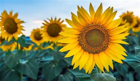 Groeiende meerjarige zonnebloemen