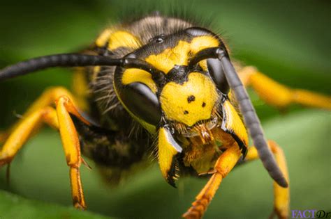 Yellow Jacket Sting : Types, symptoms, pain, swelling, & remedies | FactDr