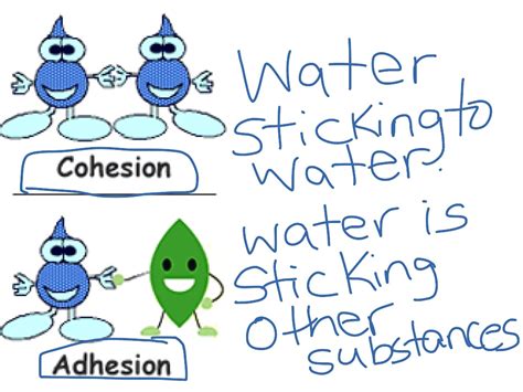 Adhesion and cohesion | Science, Hydrology Unit | ShowMe