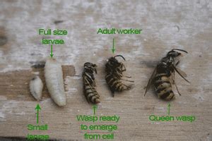 Wasp Life Cycle: Common and European Wasps