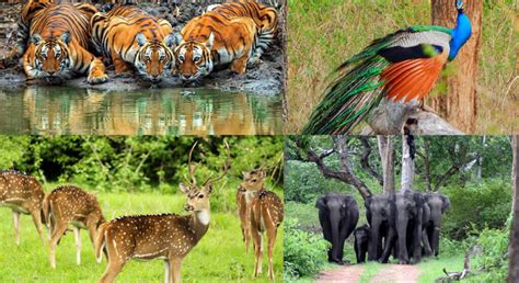 Karnataka Wildlife - FeetBeyond Roads