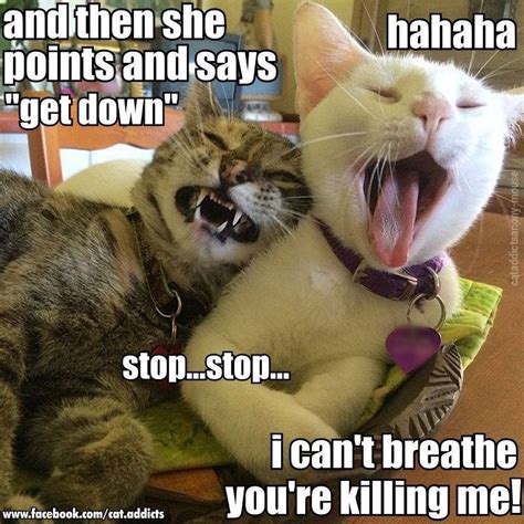 Feline Friday =^..^= | Funny animal memes, Funny animal pictures, Funny cat memes