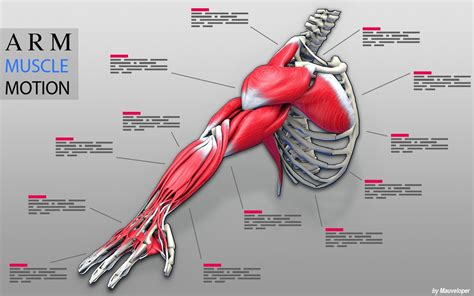 Arm Muscles Motion - Online Game Hack and Cheat | Gehack.com