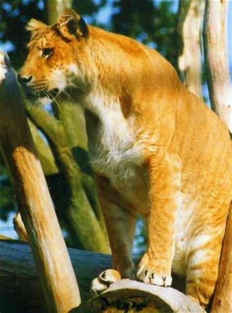 Liger Breeding in the Wild is a Natural Process. | Liger, Breeds, Animals