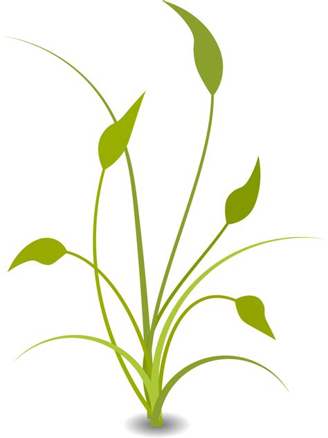 Nature Free content Clip art - Soybean Stalk Cliparts png download ...