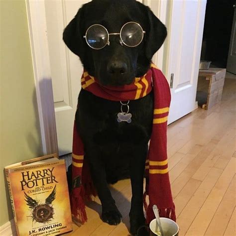 These Harry Potter Costumes For Pups Are Simply Magical | Harry potter ...