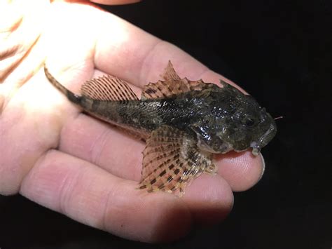 Species #122 — Padded Sculpin – CaughtOvgard