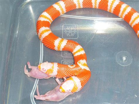 Definitely an unusual picture of a two headed snake feeding at the same time. No, this is NOT ...