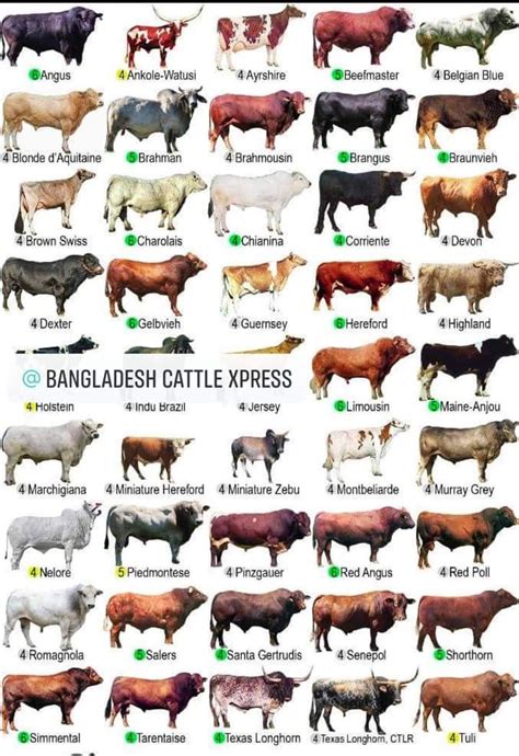 Pin on Bangladesh Cattle Express