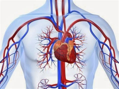 CATETERISMO CARDIACO - CARDIOLOGIA