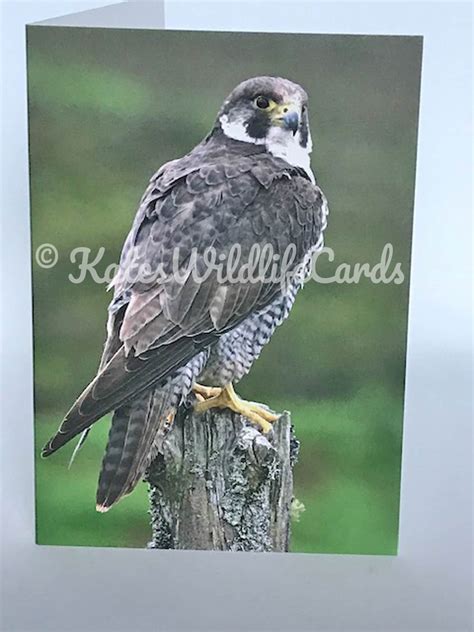 Peregrine Falcon Greeting Card - Etsy