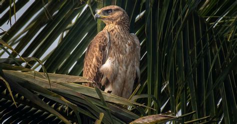 Eagle in Nest · Free Stock Photo