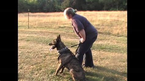 DUTCH SHEPHERD- TRAINING - YouTube