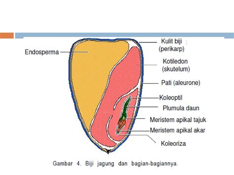 Struktur Biji Benih Jagung / Pdf Budidaya Jagung Dengan Populasi Tinggi ...