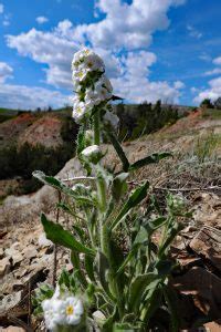 a butte candle - Yellowfield Biological Surveys