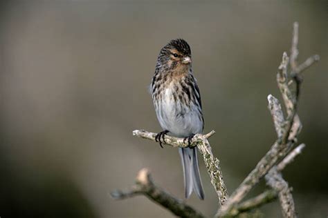 90+ Twite Bird Stock Photos, Pictures & Royalty-Free Images - iStock