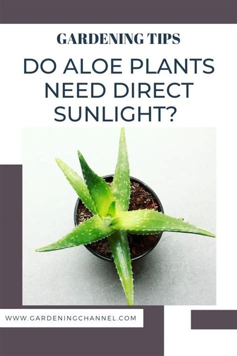 Do aloe plants need direct sunlight? - Gardening Channel