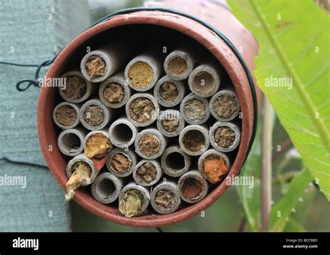 Mason bee and leaf cutter bee nest Stock Photo - Alamy