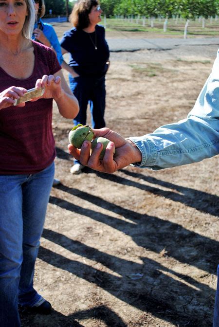 California Walnut Harvest Tour