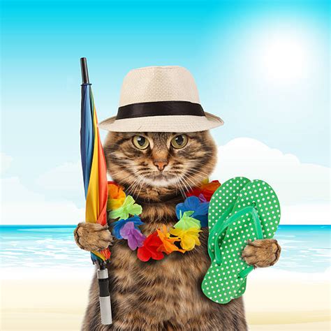 Royalty Free Funny Vacation Pictures, Images and Stock Photos - iStock