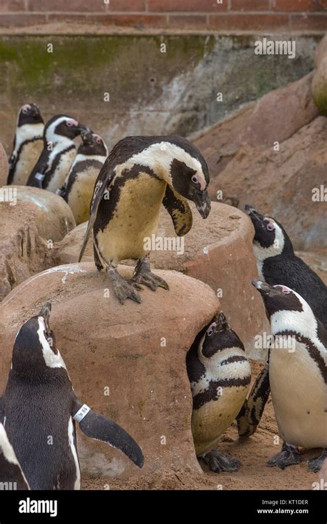 african penguin colony Stock Photo - Alamy