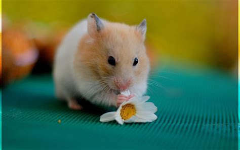 Funny Hamster Wallpapers - Wallpaper Cave