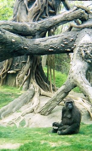 Bronx Zoo Gorilla | Bronx Zoo. Gorillas. Female and infant. | bergeycm | Flickr