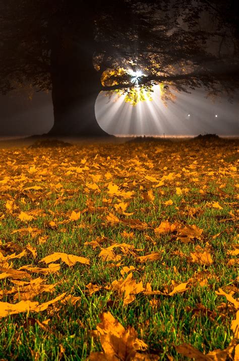 Night autumn by Wojciech Cichalewski | Nature photography, Beautiful ...