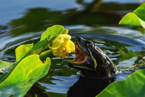 Everglades | Best Time to Visit | Weather | Monthly Tips