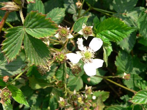 Rubus fruticosus L. | Plants of the World Online | Kew Science