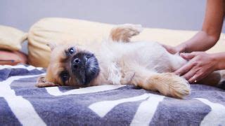 Why is my dog’s stomach making noises? A vet's guide | PetsRadar