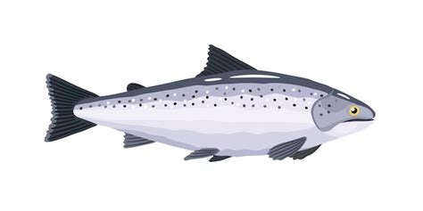 Premium Vector | Salmon fish illustration in a flat style on white