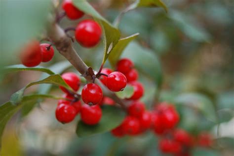 Winter Berries Free Photo Download | FreeImages