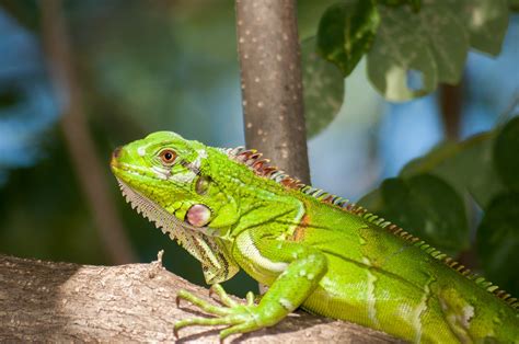 El comportamiento de las iguanas verdes domésticas | Iguanas