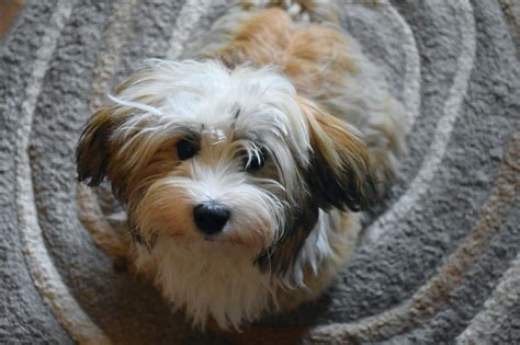 100+ Havanese Dog Names: Fluffy, White, & Cuban Ideas | Hepper