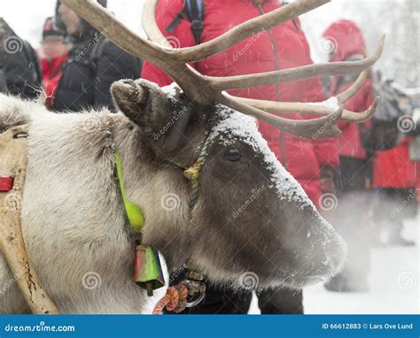 Reindeer and antlers stock image. Image of sami, people - 66612883