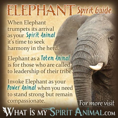 Elephant Symbolism & Meaning | Spirit, Totem, & Power Animal