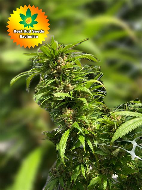 High THC Cannabis Seeds for Sale Online | Best Bud Seeds