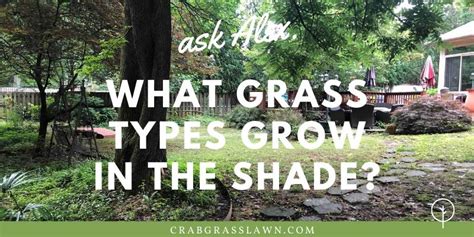 8 Best Grass That Grows in Shade (Tips Included) | CrabgrassLawn