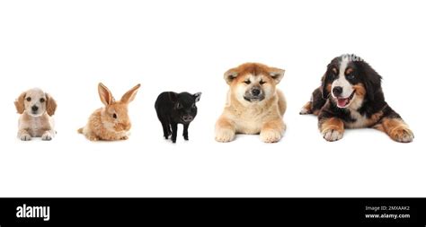 Collage with different adorable baby animals on white background ...