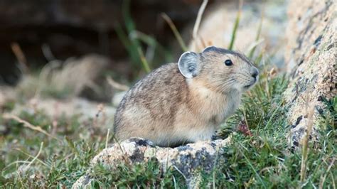 The Traveler's Guide to Glacier National Park Wildlife