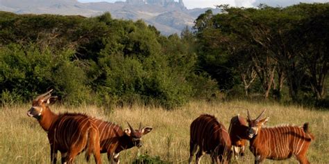 Mt Kenya National Park - Amazing Memories Safaris