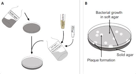 Determining Viral Titer as Plaque Forming Units PFU | Microbiology | JoVe