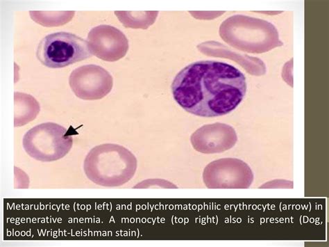 Blood smear staining