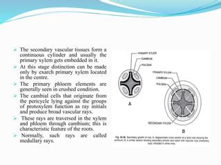 Anatomy of Dicot and monocot Root.pptx