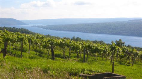 Little Steps at the Finger Lakes' Keuka Lake Vineyards